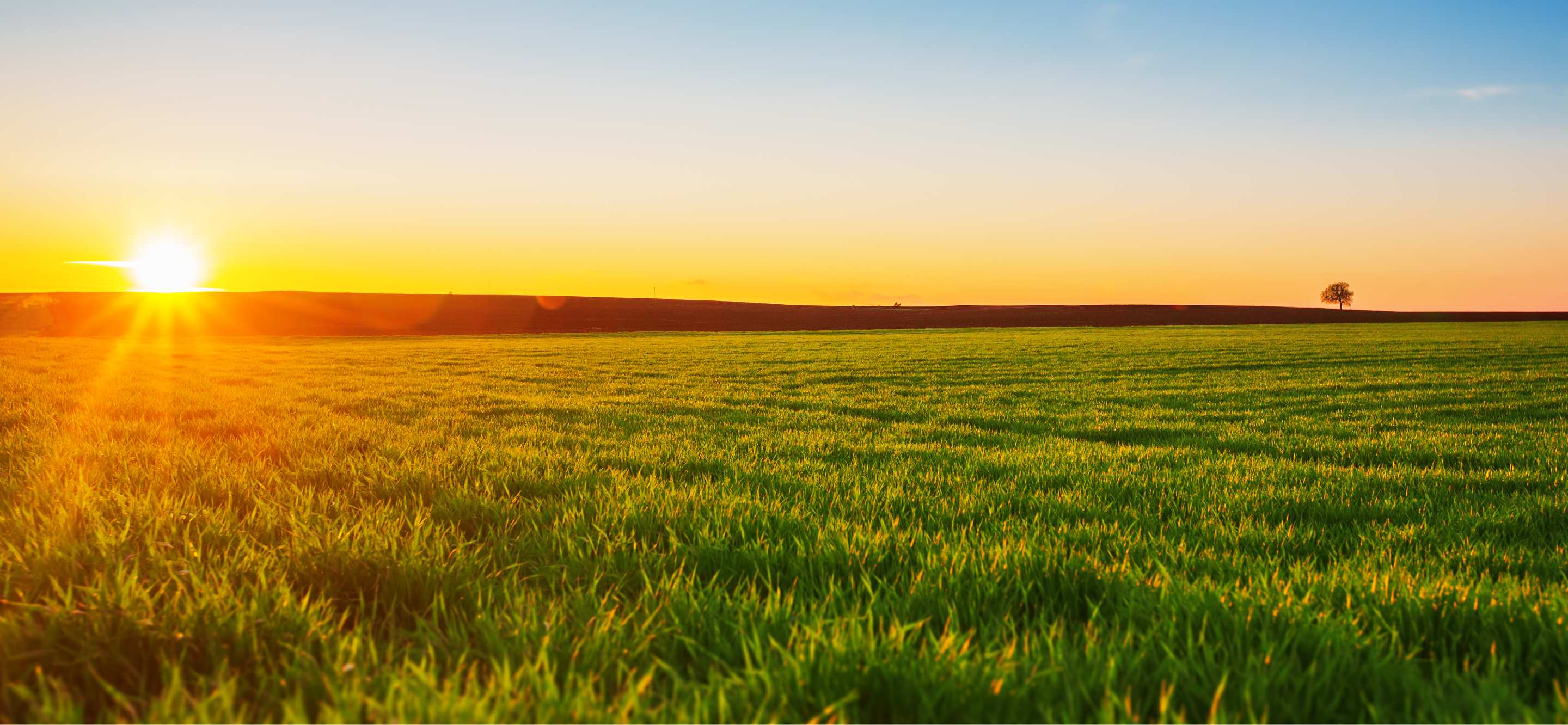 New Zealand dairy farm landscape